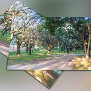 Pathway Green Trees