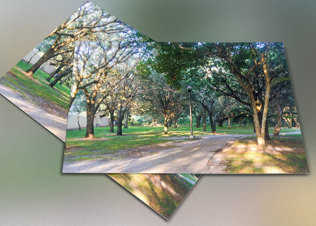 Pathway Green Trees